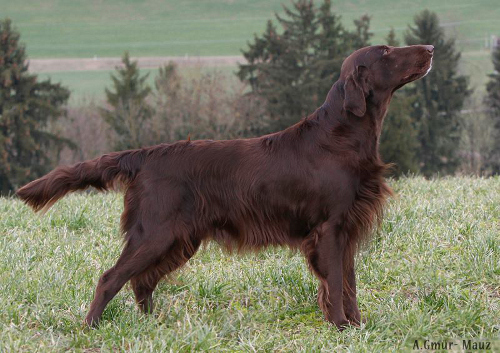 Camwood Copper Magic In Motion